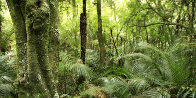 The Sitharek Rainforest